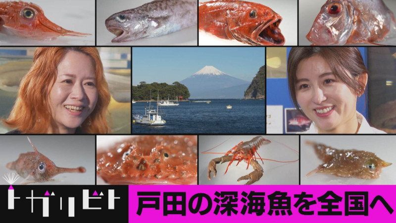 【第8回】「深海魚×静岡・沼津市」【トガリビト】