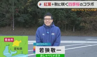 CBC若狭アナが愛知県豊田市の秋に咲く桜と紅葉のコラボレーションを生中継！