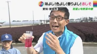 CBC若狭アナが初夏の旬野菜「赤しそ」の収穫を体験！シュワシュワ「赤しそソーダ」を堪能！