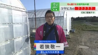 人気ブランド野菜「ブルームレス・スティック」とは？ツルテカに輝く若狭アナが見た目、歯応え、味を全て生実況！