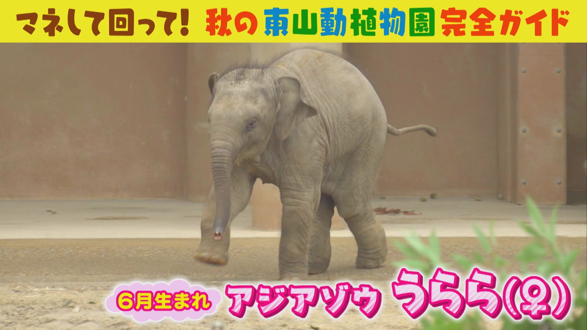 マネして回って！あまりに細かい東山動植物園ガイド！【花咲かタイムズ】