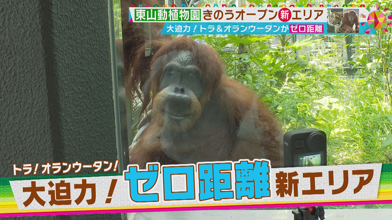 トラとゼロ距離！大迫力の新エリアがオープンした「東山動植物園」