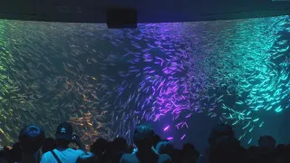 マニアに教えてもらった！夏の「名古屋港水族館」を100倍楽しむ完全ガイド！