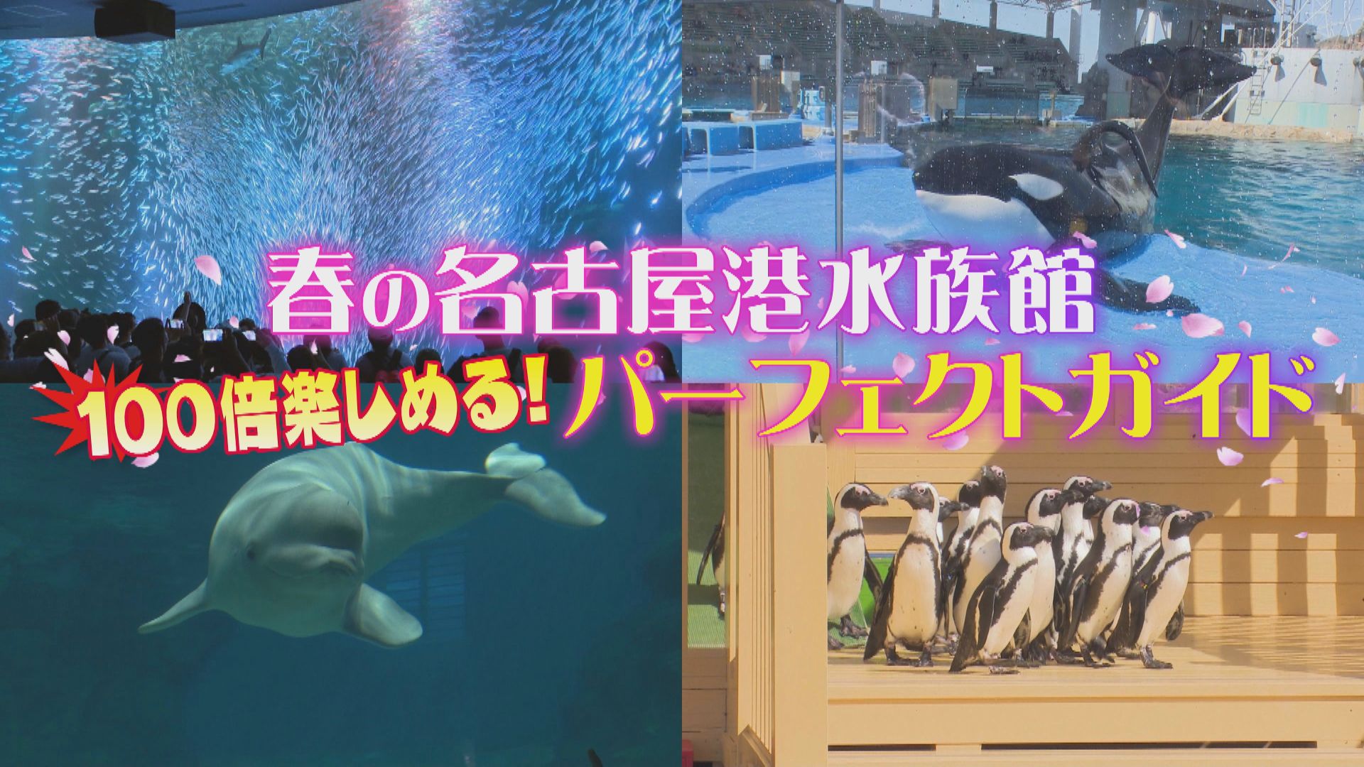 雨でも安心 名古屋港水族館 春の完全ガイド！【花咲かタイムズ】