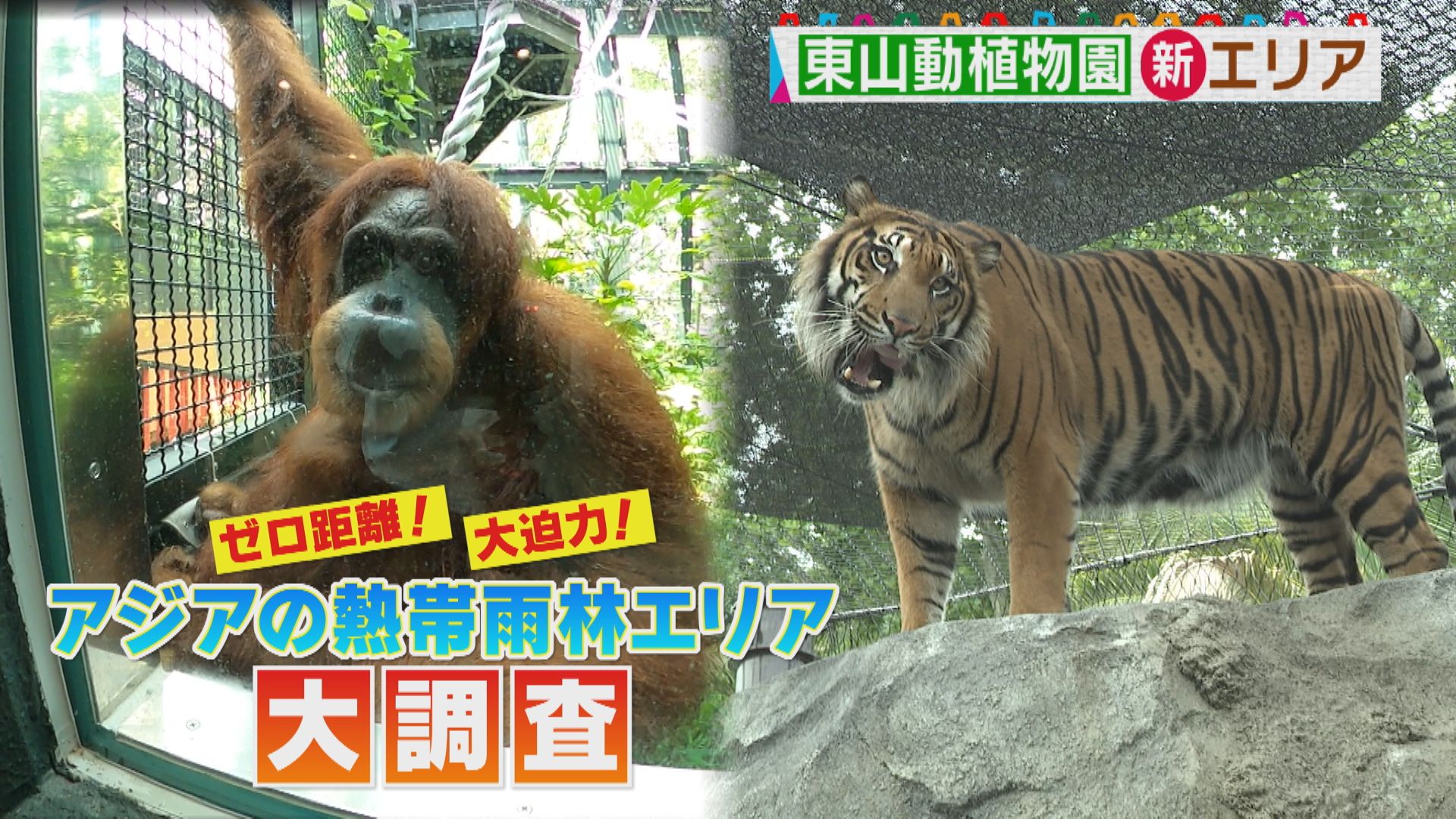 大迫力！ゼロ距離！？東山動植物園の新エリア「アジアの熱帯雨林エリア」を大調査！