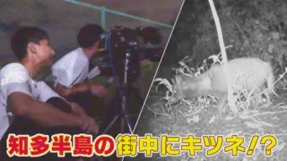 知多半島の街中で目撃”野生のキツネ”大捜索【SDGsWEEK】
