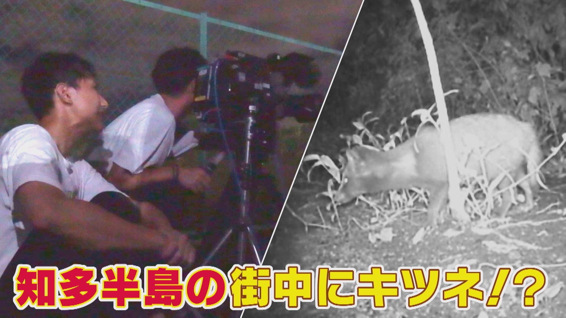 知多半島の街中で目撃”野生のキツネ”大捜索【SDGsWEEK】