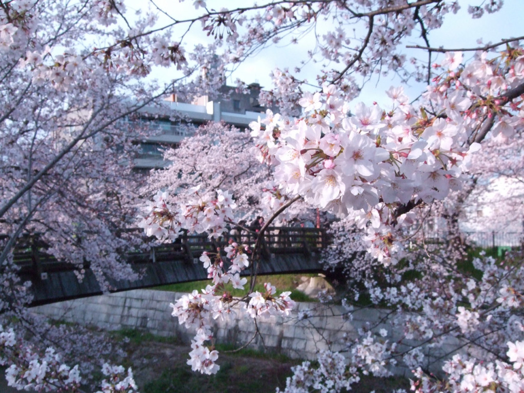 名古屋の桜の名所に危機 桜を枯らす 大害虫 が侵入