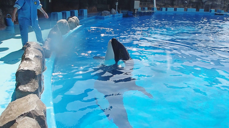 休館中に目撃 シャチトレーニングのハプニングにウミガメの恋 名古屋港水族館飼育員が激撮