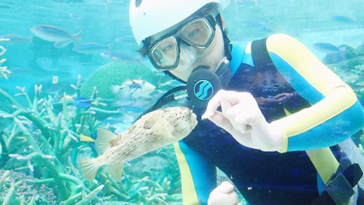 クラゲがクラゲを捕食 甘えっ子なハリセンボン うちですごそう水族館 海の生き物おもしろお食事シーン