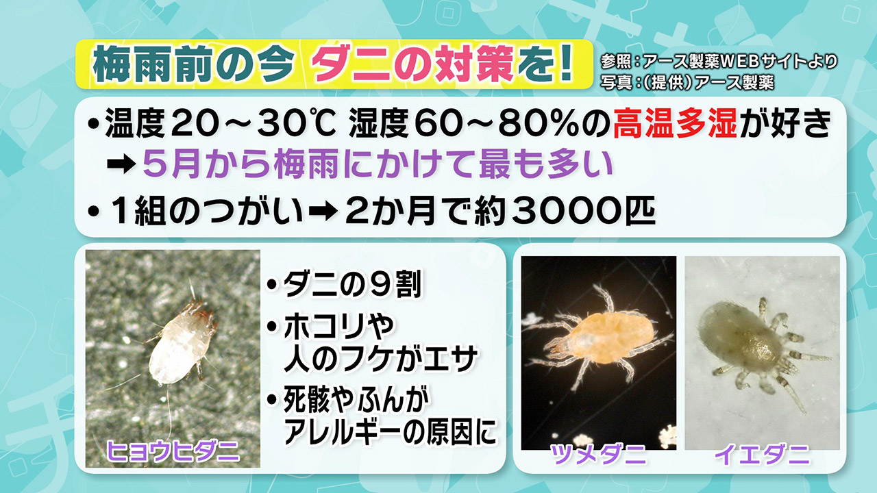 梅雨入りの前に ダニ対策 を 退治 予防法を紹介 チャント Cbcテレビ 毎週月 金曜 午後3 49 放送