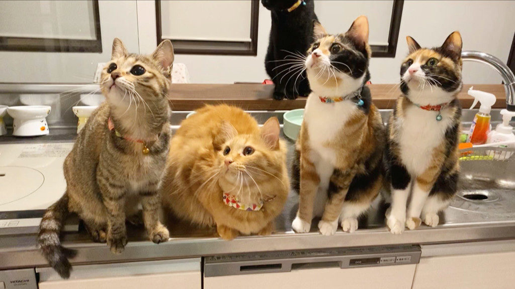 ツイッターで再生回数27万回以上！かわいすぎる「シンクロする猫動画 