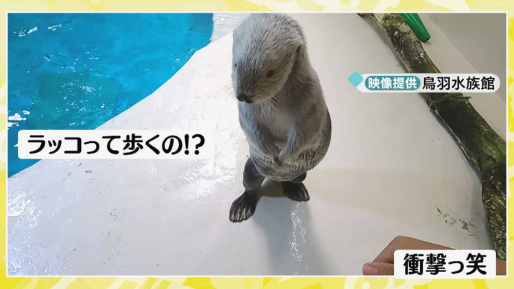 あざとかわいい 鳥羽水族館のラッコ お顔ムニムニ に悶絶者が多数 動きに秘められた飼育員の目的