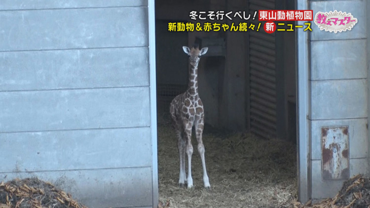 東山動植物園 年間パスポート年間更新の 動物園マスター 直伝 冬ならではの 動物園の楽しみ方