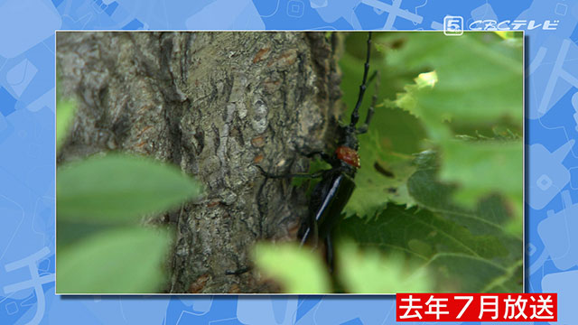 名古屋の桜の名所に危機 桜を枯らす 大害虫 が侵入 チャント Cbcテレビ