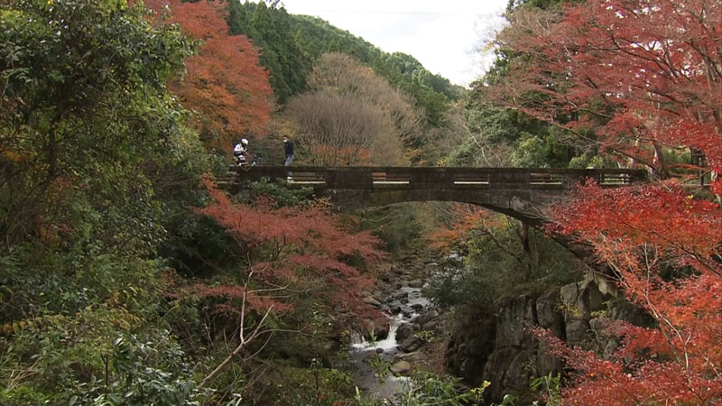 太田×石井のデララバ　生放送！紅葉の名所ランキング２時間SP
