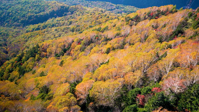 太田×石井のデララバ　生放送！紅葉の名所ランキング２時間SP