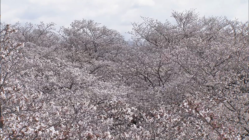 太田×石井のデララバ　愛知岐阜三重　桜の名所