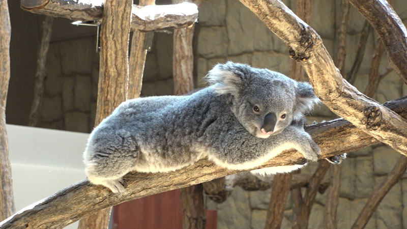 太田×石井のデララバ　ＧＷ行きたい場所ランキング2時間SP