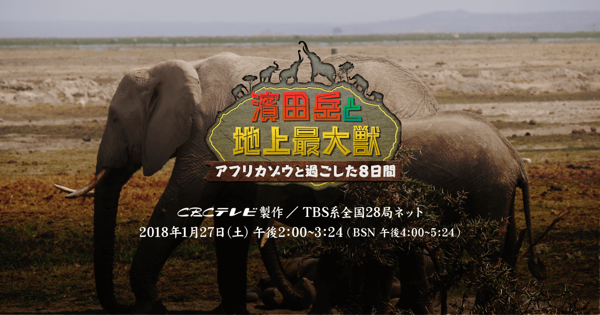 濱田岳と地上最大獣 アフリカゾウと過ごした8日間 Cbcテレビ