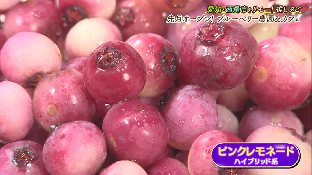 今が旬!時間無制限で食べ放題の「ブリーベリー狩り」