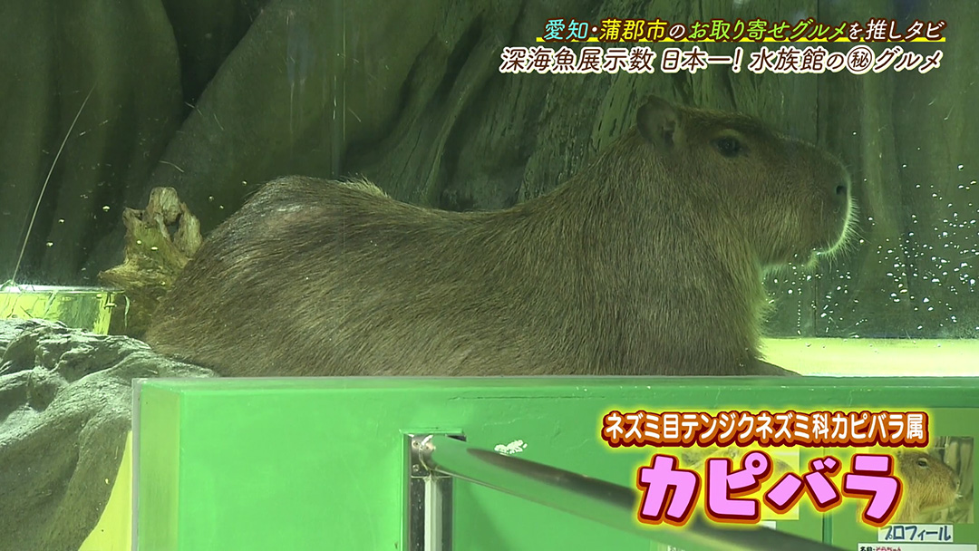 竹島水族館で大人気!深海魚“メヒカリ