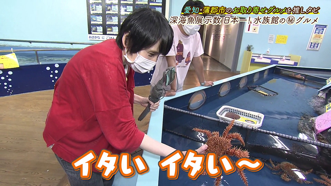 竹島水族館で大人気!深海魚“メヒカリ