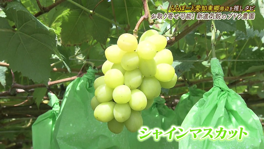 1年保存できる!甘~い冷凍完熟ぶどうをお取り寄せ!