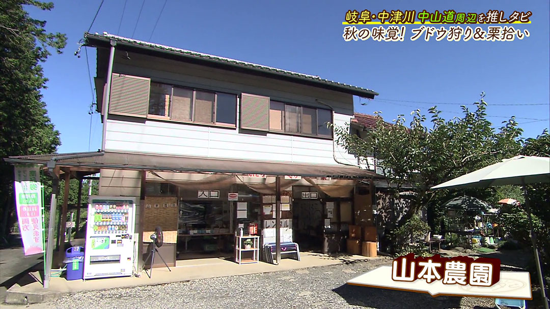 今が旬!ブドウ狩り&中津川特産栗拾いで秋を体感!