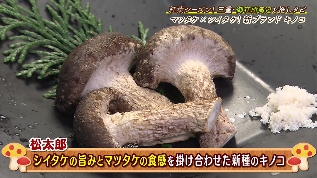 シイタケとマツタケのハイブリッド! 地元の新ブランドキノコ“松太郎