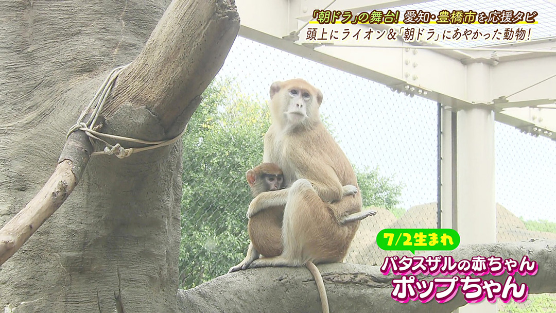 日本で唯一の新展示場&ベビーラッシュ! 地元の人に愛され続けている動植物公園
