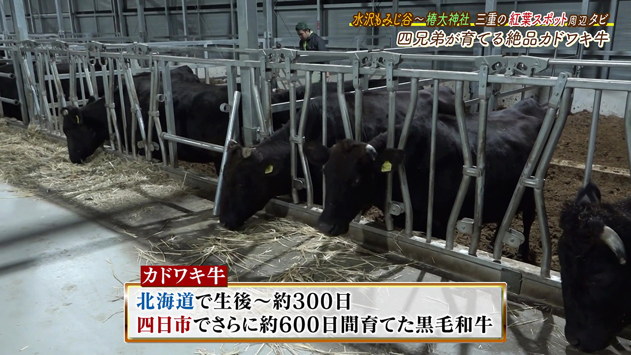 絶品!個性派四兄弟が10年前に誕生させた旨味あふれる“カドワキ牛”