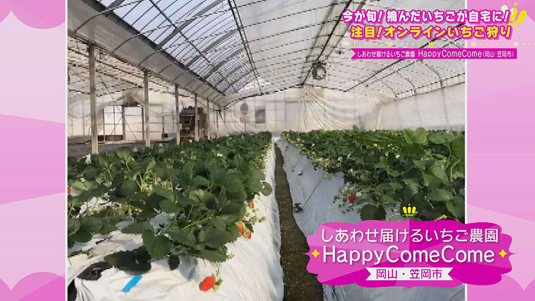 いちごの品種開発に携わるスペシャリスト激推し! SNS映え必至の最新いちごスイーツ&自宅で楽しめるオンラインいちご狩り