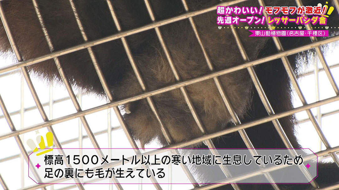 レッサーパンダがついに一般公開! 名古屋で見られるのは39年ぶり! レッサーパンダ舎がオープンして盛り上がりを見せる『東山動植物園』