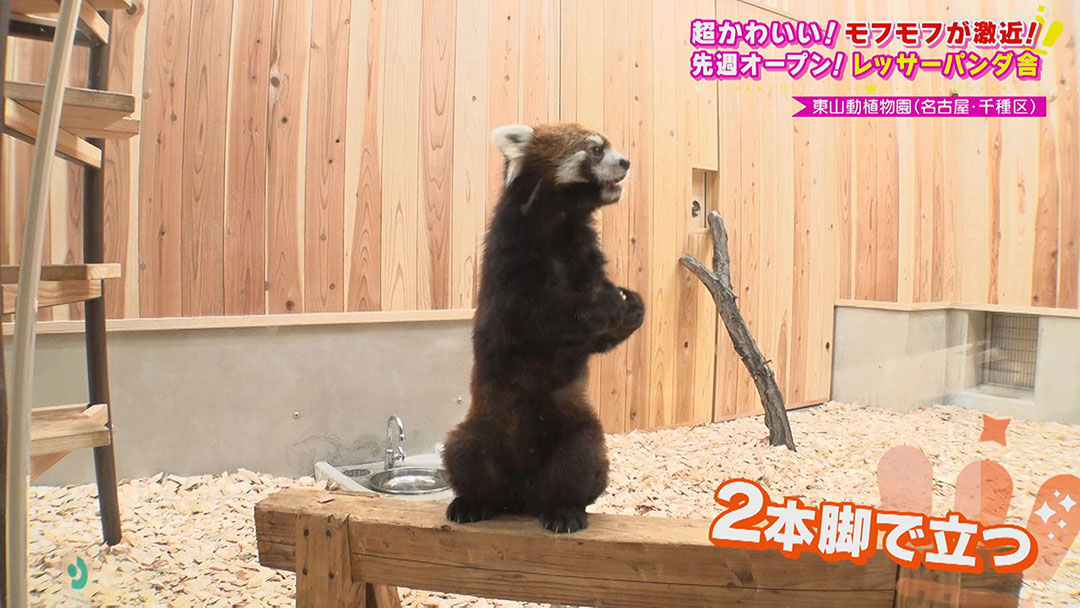 レッサーパンダがついに一般公開! 名古屋で見られるのは39年ぶり! レッサーパンダ舎がオープンして盛り上がりを見せる『東山動植物園』
