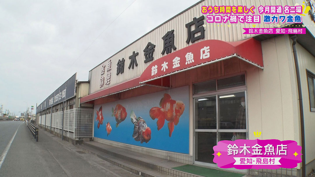 パフェにのっていてもおかしくない甘さ!海の恵みで育ったトマトに、癒し度満点の激カワ金魚!全線開通“名二環