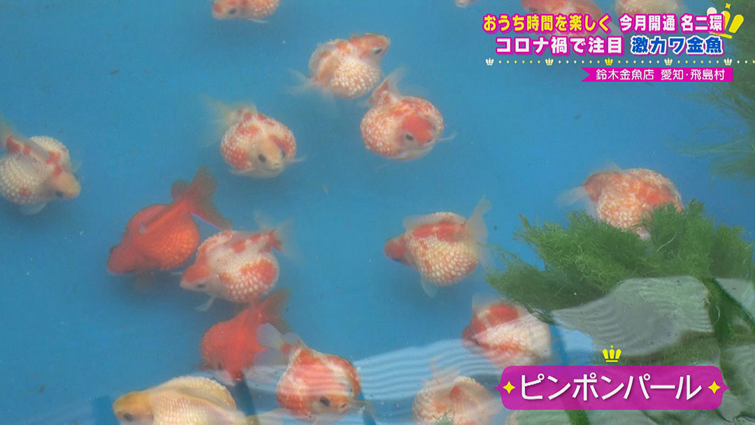 パフェにのっていてもおかしくない甘さ!海の恵みで育ったトマトに、癒し度満点の激カワ金魚!全線開通“名二環