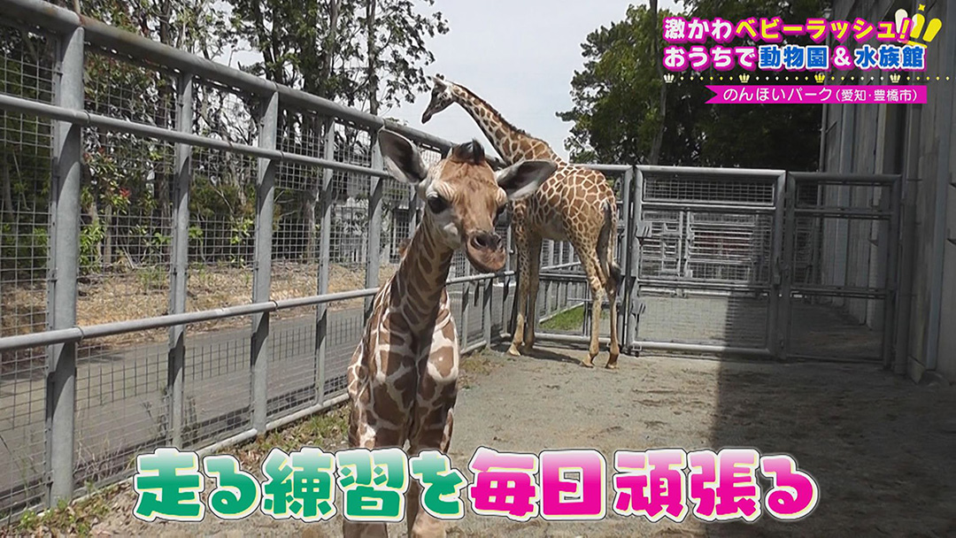 かわいさにキュン!ベビーラッシュに沸く動物園のあの子たち、この子たちに釘付け!