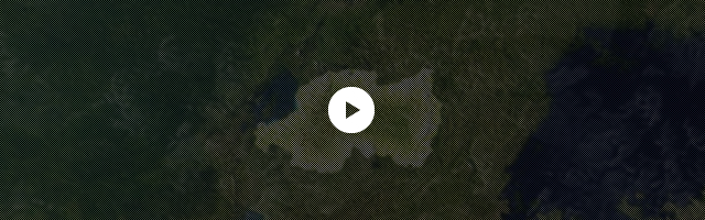ゴリラ