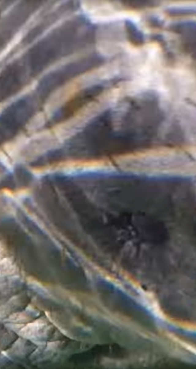 濱田岳・森泉ガチ対面 密林ゴリラと伝説海獣 ～いのちの星の親子たち～　イメージ