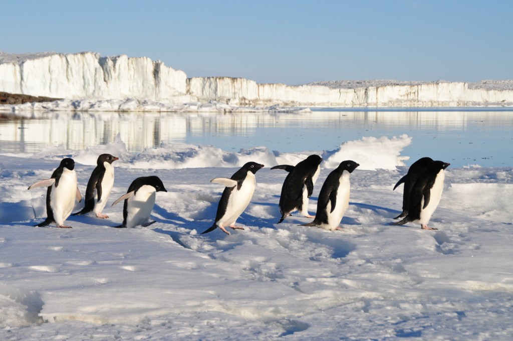 南極 は 北極より寒い 宇宙より遠い 白い大陸が 現代 の私たちに