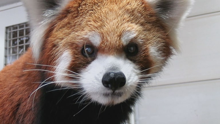 サンドウィッチマンのどうぶつ園飼育員さんプレゼン合戦 Zoo 1グランプリ Cbcテレビ