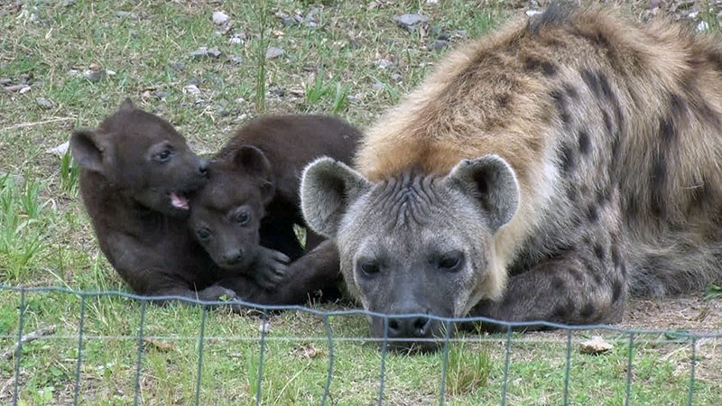 サンドウィッチマンのどうぶつ園飼育員さんプレゼン合戦 Zoo 1グランプリ Cbcテレビ